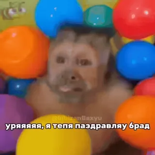 🐵 02447a33 уряяяя, я тепя паздравляу брад scimmia, palloncini, divertente, meme, russo telegram sticker
