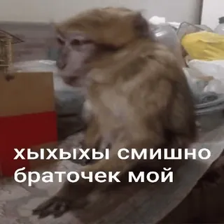 🐵 040468f9 Хыхыхы смешно браточек мой scimmia, divertente, russo, meme, animale telegram sticker