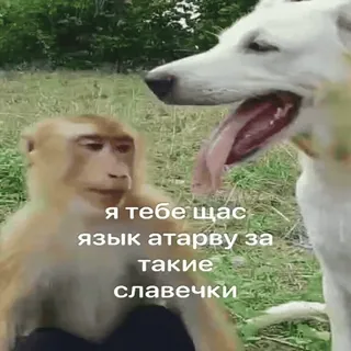 🐵 05ac5c87 я тебе щас язык атарву за такие славечки scimmia, cane, animale telegram sticker