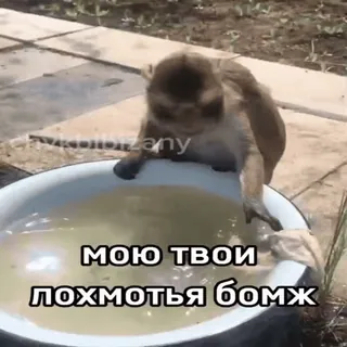 🐵 08e11a95 МОЮ ТВОИ ЛОХМОТЬЯ БОМЖ scimmia, animale, bagno, russo, divertente telegram sticker