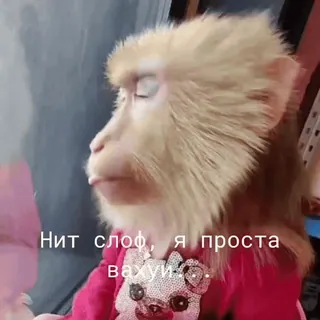 🐵 2a572c5d Нит слоф, я проста вахуи. scimmia, animale, primate, divertente, meme telegram sticker