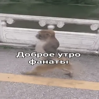 😎 3113fb83 Доброе утро фанаты scimmia, buongiorno, good morning, animale, meme telegram sticker