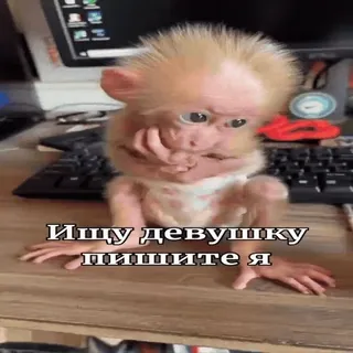 🐵 33ece8d6 Ищу девушку пишите я scimmia, animale, cercando, ragazza, messaggio telegram sticker
