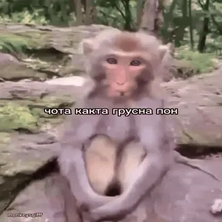 🐵 3b2413e4 чота какта грусна пон scimmia, triste, animale, meme, divertente telegram sticker