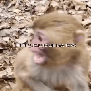 🐵 3c4695b5 НЕЕЕЕД ТА ШТО ШЕ ЕТА ТАКО scimmia, animale, fauna selvatica, meme telegram sticker