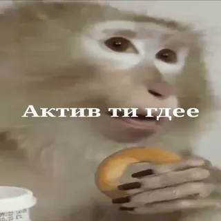 🐵 43ca96cc Актив ти гдее scimmia, meme, divertente, animale telegram sticker