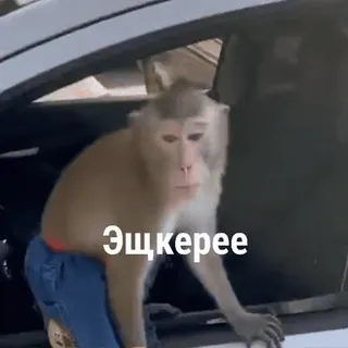 🐵 493484bc Эщкерее scimmia, animale, auto, russo, slang, meme telegram sticker
