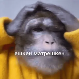 🐵 52c49d74 ешкен матрёшкен scimmia, divertente, russo, meme telegram sticker