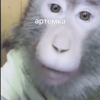 😛 6d03b477 артемка scimmia, animale, divertente, meme, carino telegram sticker