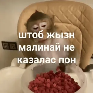 🐵 7eb032f7 чтоб жызн малинай не казалас пон scimmia, lampone, frutta, animale, divertente, meme telegram sticker