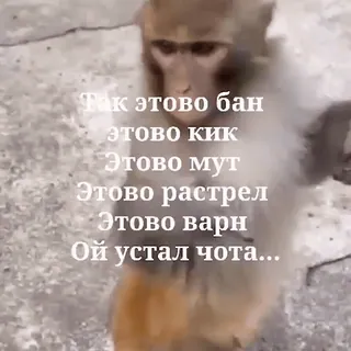Обезьяны ПОН @freetopsticker telegram stickers