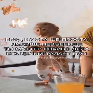 🐵 9a27702f БРАД НУ ЭТА ШЕ ПРОСТА ИМБИЩЕ НЕВЬЕБИЩЕ ТЫ МАСТЕР СВАИВО ДЕЛА ЕТА ЦЕЛЫЙ ТАЛАНТ ПОН scimmia, animale, meme, testo, divertente, battuta telegram sticker