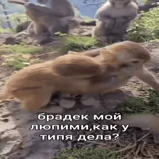 🐵 9cf2f1e9 брадек мой любими,как у типа дела? scimmia, animali, testo russo telegram sticker