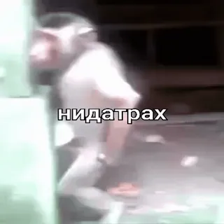 🐵 9d964b1d нидатрах slang, insulto telegram sticker