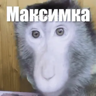 🙉 a84933e0 Максiмка scimmia, animale, carino, animale domestico telegram sticker