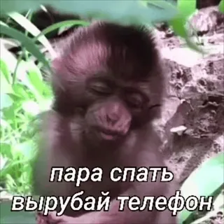 🐵 afd2576b пара спать вырубай телефон scimmia, dormire, telefono, meme, animale telegram sticker