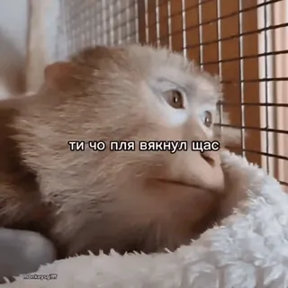 🐵 b2751f06 ти чо пля вякнул щас scimmia, animale, meme, divertente, animale in cattività telegram sticker