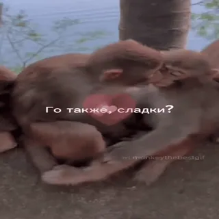 🐵 bd933960 Го также, сладки? scimmie, animali, carino, dolce, fauna selvatica telegram sticker
