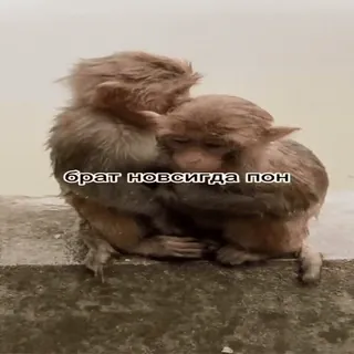 🐵 c427bcd8 брат навсигда пон scimmie, animali, amicizia, carino, fratello telegram sticker
