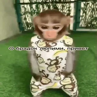 🐵 d993f631 О брадок любими, привет scimmia, animale, carino, divertente, saluto telegram sticker