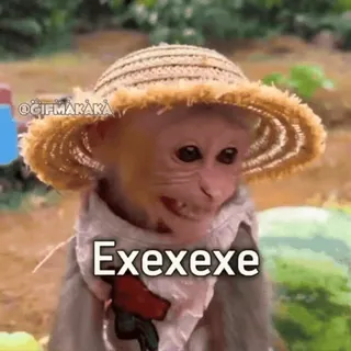 🐵 efe0dc8e Exexeexe scimmia, animale, meme, divertente, cappello, espressione telegram sticker