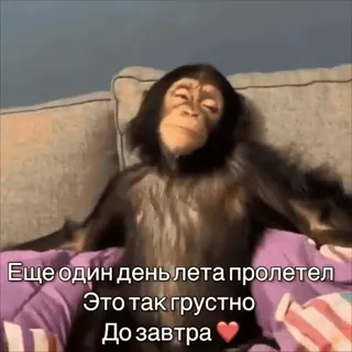 🥺 fa1a561e Еще один день лета пролетел
Это так грустно
До завтра❤️ scimmia, triste, estate, carino, animale, scimmia antropomorfa telegram sticker