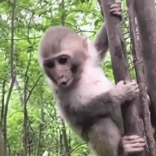 😁 1661a770 macaco, animal, vida selvagem, primate, natureza, árvore, fofo whatsapp sticker