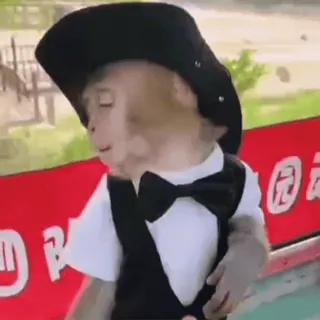 🤵 18e536cc macaco, animal, engraçado, chapéu, fantasia, gravata borboleta whatsapp sticker