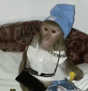 🫦 1ed95dd1 macaco, animal, antropomórfico, chapéu, óculos de sol whatsapp sticker