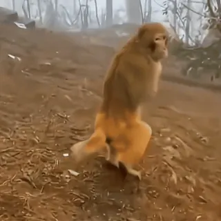 😩 347f834a macaco, animal, vida selvagem, primata, natureza whatsapp sticker