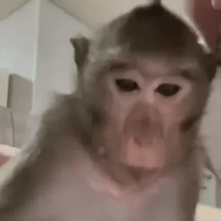 😧 3d9132fc macaco, animal, mamífero, primata, vida selvagem, fofo, retrato whatsapp sticker