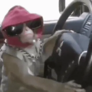 😎 405c49b3 macaco, dirigindo, óculos de sol, animal, carro, macaco whatsapp sticker