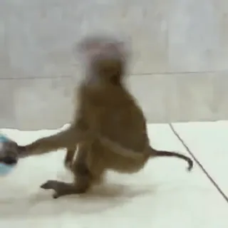 😈 47a229ac macaco, animal, primata, mamífero, vida selvagem, zoo whatsapp sticker