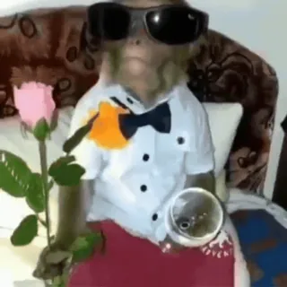 😎 49044881 macaco, óculos de sol, rosa, smoking, animal, fofo whatsapp sticker