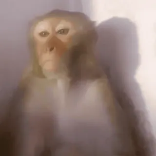 😠 4b386737 macaco, animal, primata, vida selvagem, mamífero whatsapp sticker