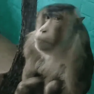 😐 5ea4a930 macaco, animal, vida selvagem, primata, mamífero, natureza whatsapp sticker