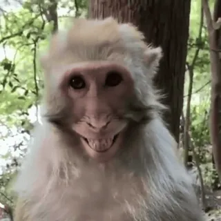 😁 66a80431 macaco, animal, primate, sorrindo, assustador whatsapp sticker