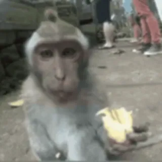 💋 7b9c7faa macaco, animal, fofo, vida selvagem, mamífero, natureza, primata whatsapp sticker