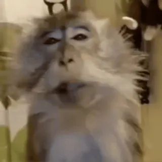 💋 af08ec84 macaco, animal, mamífero, primata, vida selvagem, primata whatsapp sticker