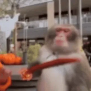 🔪 c81d17f2 macaco, animal, engraçado, meme whatsapp sticker