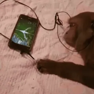 🎧 cdbfd9f2 macaco, animal, telefone, fones de ouvido, ouvindo, música whatsapp sticker