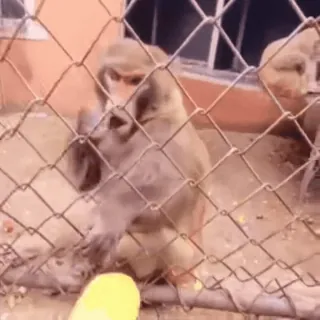 🍌 d15f21f9 macaco, babuíno, zoo, animal, primata, cerca whatsapp sticker