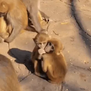 🫂 d53e1403 macaco, animais, vida selvagem, fofo, bebês macacos, primatas, natureza whatsapp sticker