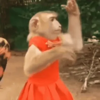 💃 dbfd13dc macaco, vestido, animal, primata, engraçado, fofo whatsapp sticker