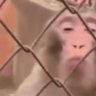🤬 e2c09709 macaco, animal, mamífero, primata, zoo, triste, gaiola whatsapp sticker