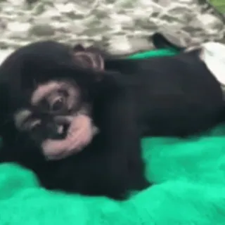 🥱 e566d33f chimpanzé, macaco, animal, primata, símios, mamífero whatsapp sticker