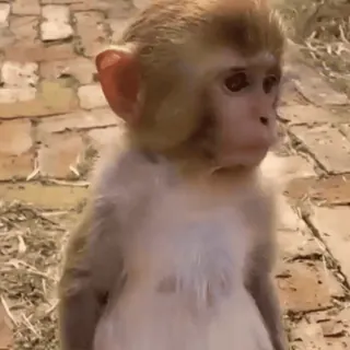 🤓 eacb0cf7 macaco, animal, fofo, vida selvagem, primata whatsapp sticker