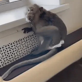 🤔 f4ff6c03 macaco, animal, mamífero, sentado, interior, janela whatsapp sticker