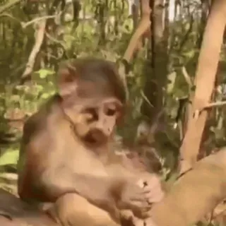 🤨 f8424d21 macaco, animal, primata, vida selvagem, natureza, fofo whatsapp sticker