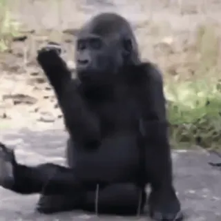 🐵 1cda1d5b gorilla, animal, ape, rude, middle finger whatsapp sticker